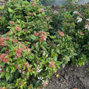Viburnum tinus 'Spirit'