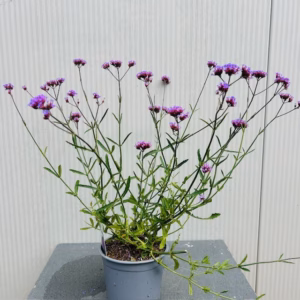 Verbena bonariensis (Ijzerhard)