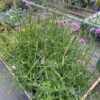 Verbena bonariensis (Ijzerhard) op de kwekerij bj TAS boomkwekerij te Waddinxveen.