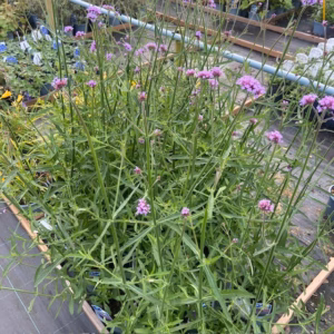 Verbena bonariensis (Ijzerhard) op de kwekerij bj TAS boomkwekerij te Waddinxveen.