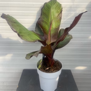 Ensete ventricosum 'Maurelii' (Rode banaan)