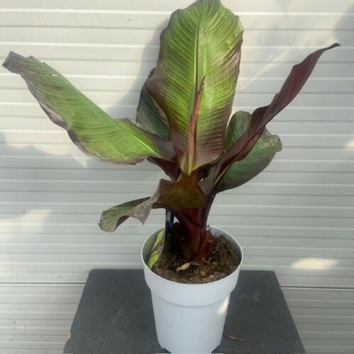 Ensete ventricosum 'Maurelii' (Rode banaan)