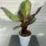 Ensete ventricosum 'Maurelii' (Rode banaan)