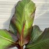 Ensete ventricosum 'Maurelii' (Rode banaan)