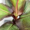 Ensete ventricosum 'Maurelii' (Rode banaan)