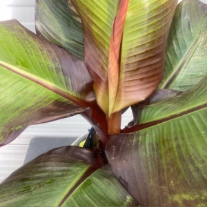 Ensete ventricosum 'Maurelii' (Rode banaan)