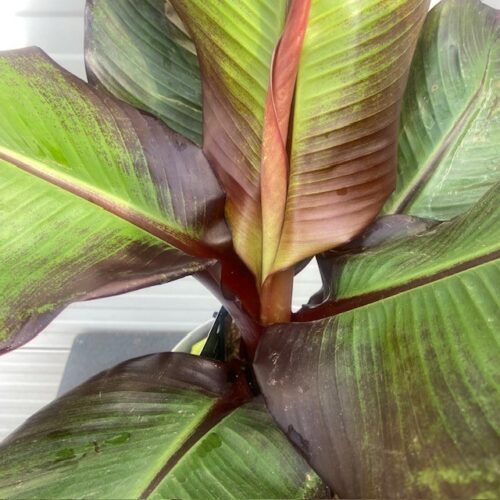 Ensete ventricosum 'Maurelii' (Rode banaan)