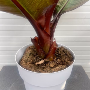 Ensete ventricosum 'Maurelii' (Rode banaan)