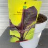 Ensete ventricosum 'Maurelii' (Rode banaan)