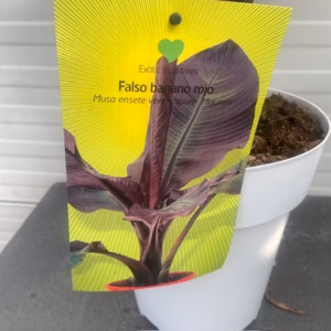 Ensete ventricosum 'Maurelii' (Rode banaan)