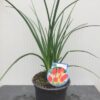 Kniphofia Papaya Popsicle (Vuurpijl)