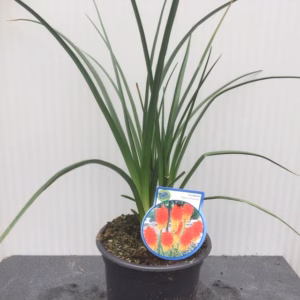 Kniphofia Papaya Popsicle (Vuurpijl)