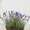Kwart portvat 28 liter met Lavendel Hidcote blauw