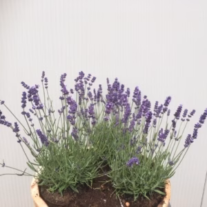 Kwart portvat 28 liter met Lavendel Hidcote blauw