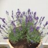 Kwart portvat 28 liter met Lavendel Hidcote blauw
