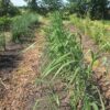 Miscanthus x giganteus (Olifantengras)