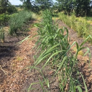 Miscanthus x giganteus (Olifantengras)