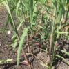 Miscanthus x giganteus (Olifantengras)