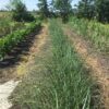 Cortaderia seloana (Pampasgras)
