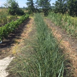 Cortaderia seloana (Pampasgras)