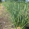 Cortaderia seloana (Pampasgras)