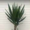 Yucca met 3 stammen in verschillende hoogte