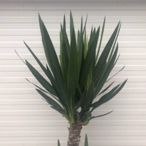 Yucca met 3 stammen in verschillende hoogte
