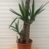 Yucca met 3 stammen in verschillende hoogte