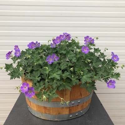 Geranium Rozanne