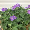 Geranium Rozanne
