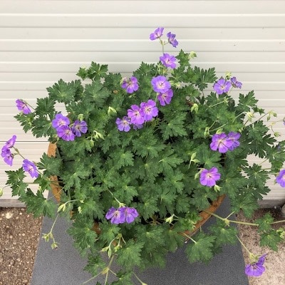 Geranium Rozanne