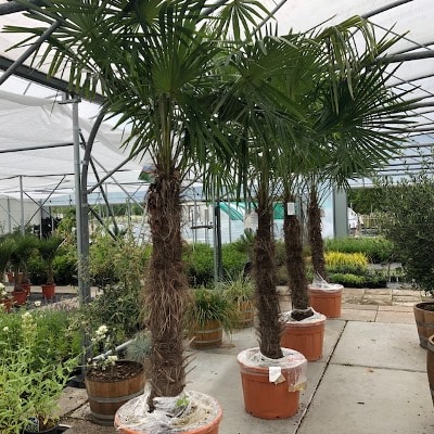 Trachycarpus fortunei groot