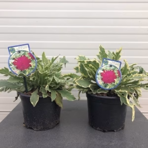 Knautia macedonica Thunder and lightning