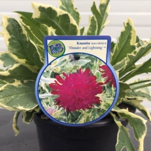 Knautia macedonica Thunder and lightning