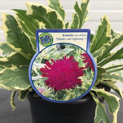 Knautia (Beemdkroon)