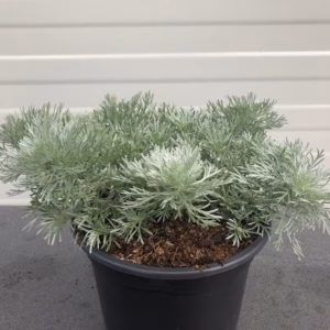 Artemissia