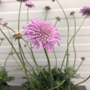 Scabiosa (Duifkruid)