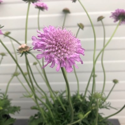 Scabiosa (Duifkruid)