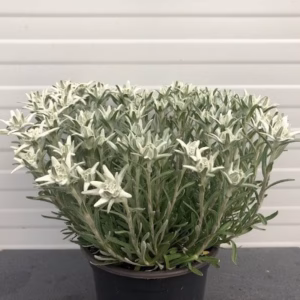 Edelweiss Leontopodium