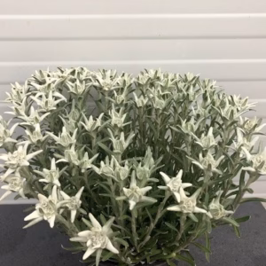 Edelweiss Leontopodium
