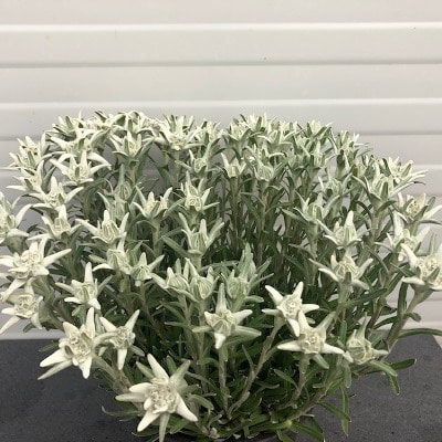Edelweiss Leontopodium