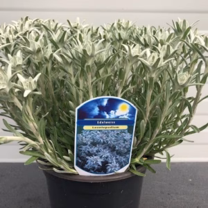 Edelweiss Leontopodium