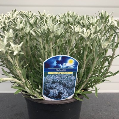 Edelweiss Leontopodium