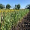Panicum virgatum 'Northwind' (Vingergras)