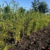 Bamboe Fargesia robusta Campbell