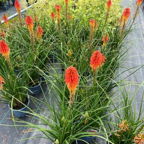 Kniphofia Papaya Popsicle (Vuurpijl)