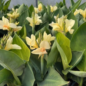 Canna Alaska