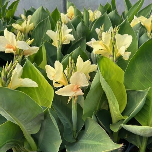 Canna Alaska