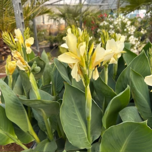 Canna Alaska