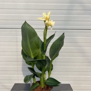 Canna Alaska